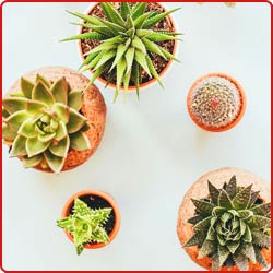 StadtSpionin Tipp: Pflanzentausch